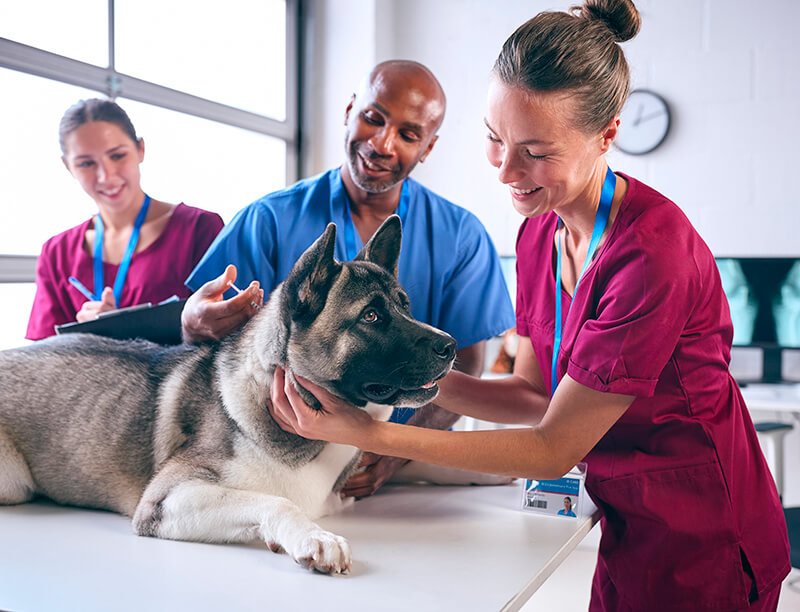 Vet and Vet Tech Treating Dog