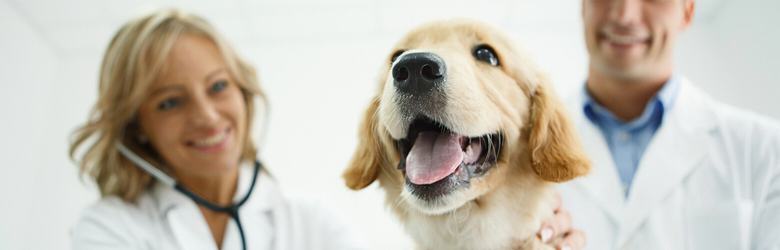 vets helping a puppy