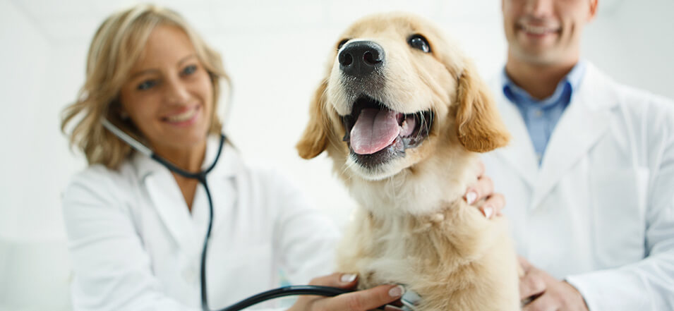 vet helping a puppy