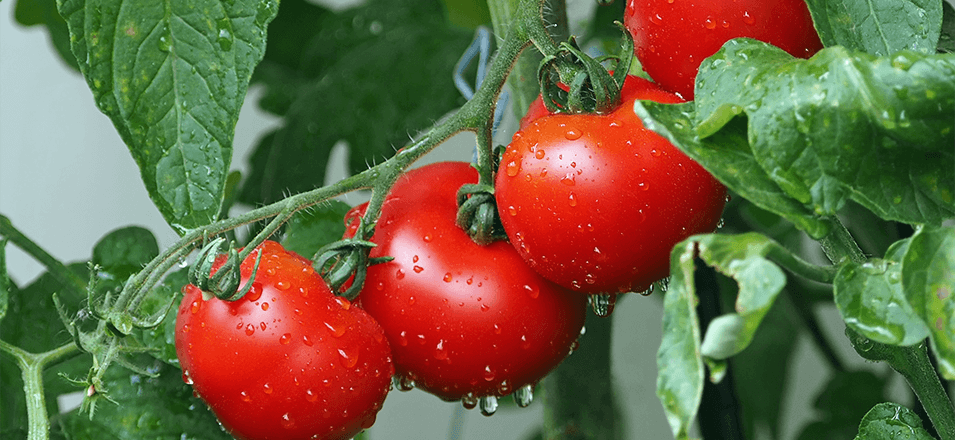 Juicy red tomatoes on a vine